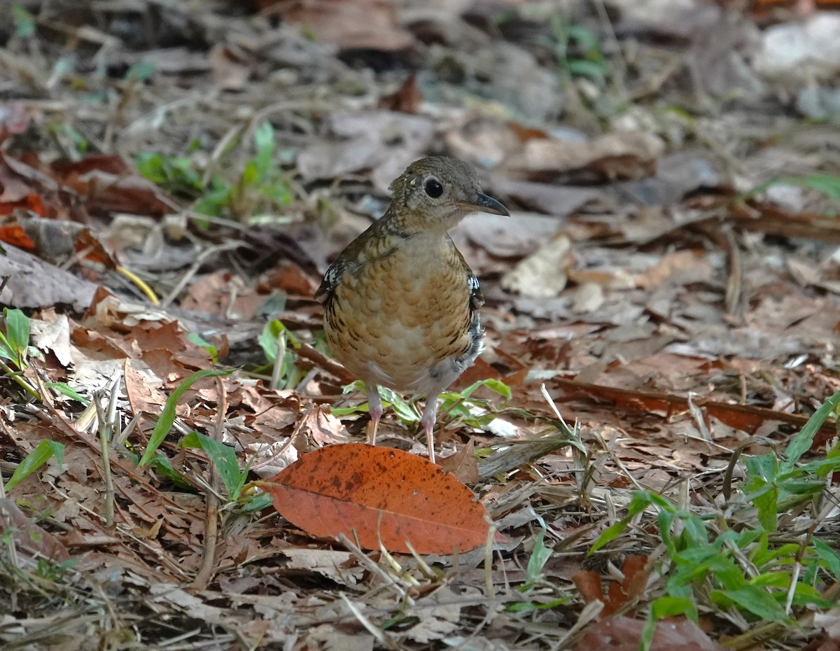Fawn-breasted Thrush - ML609283058