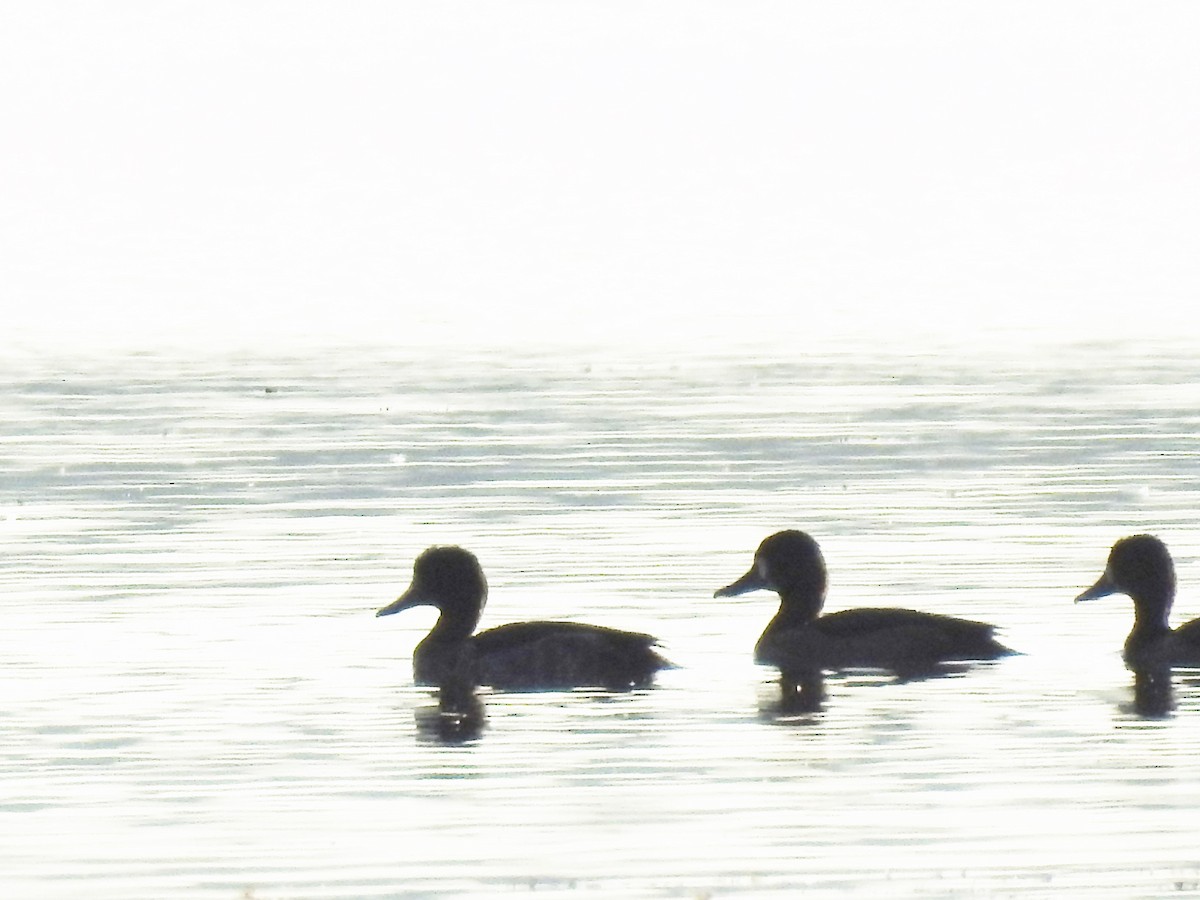 Tufted Duck - ML609283398