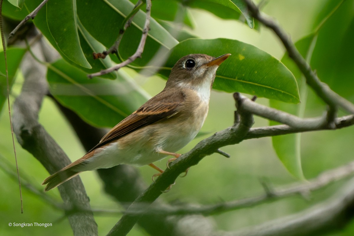 Brown-breasted Flycatcher - ML609283635