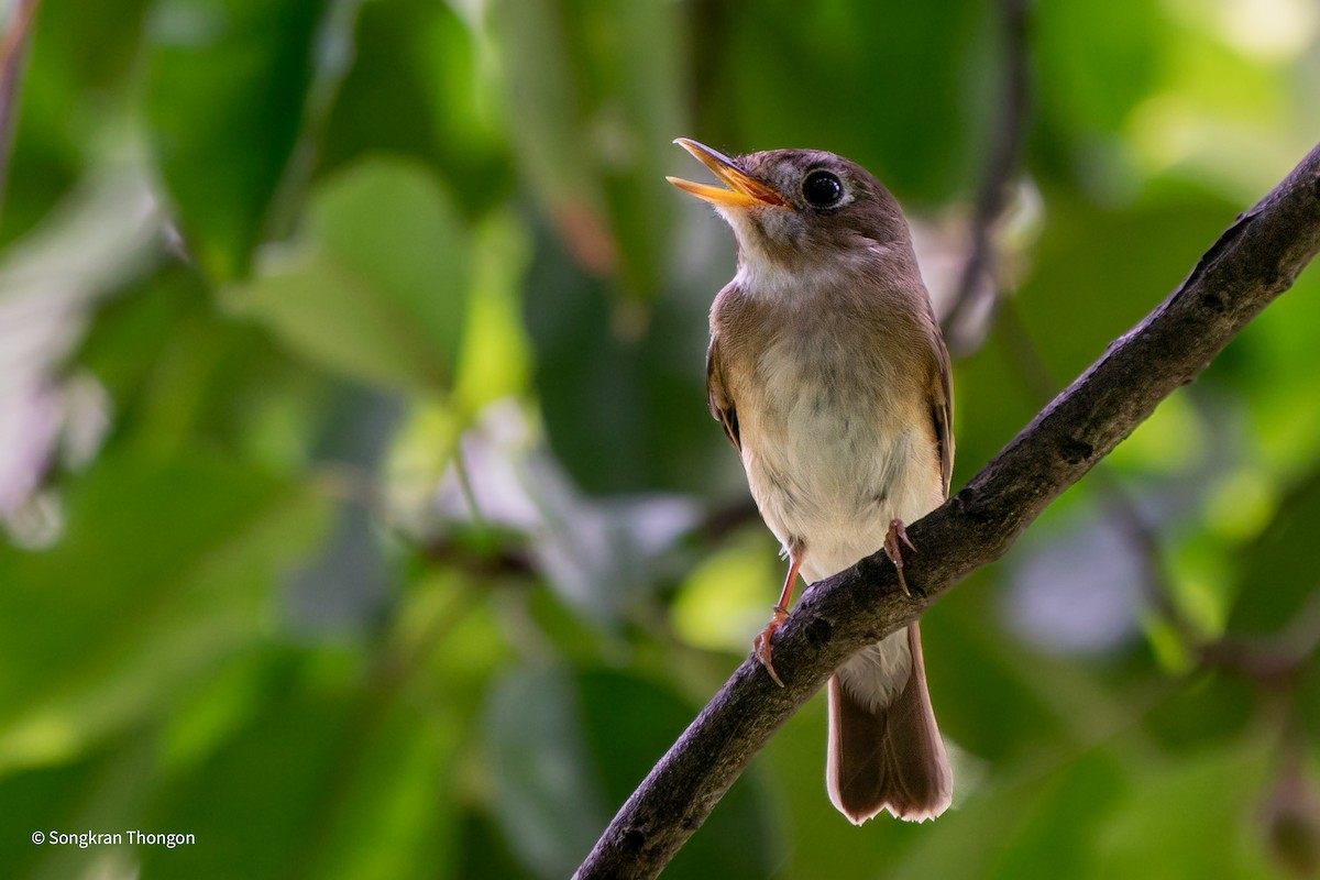 Brown-breasted Flycatcher - Songkran Thongon