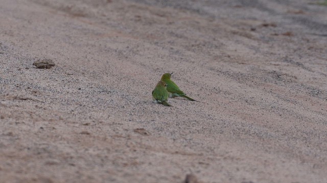 Asian Green Bee-eater - ML609283707