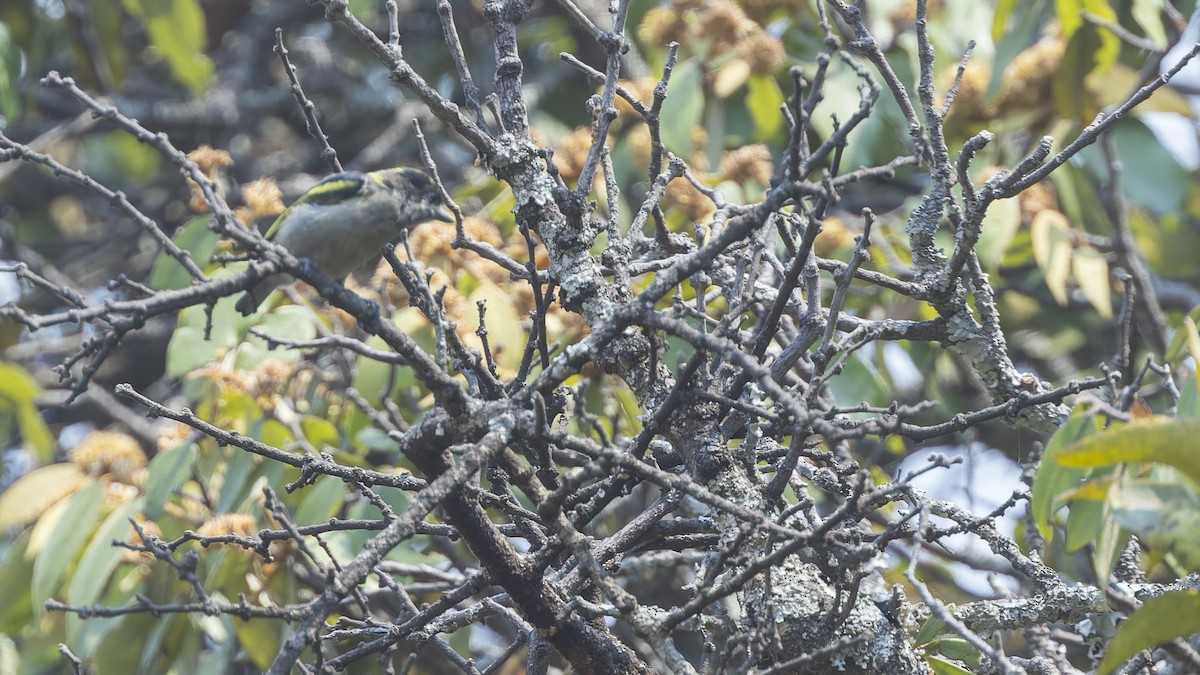 Yeşil-Kara Cüce Barbet (angolensis) - ML609283749