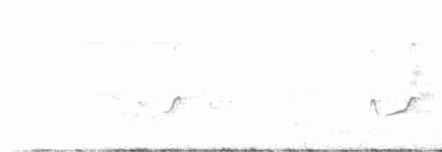 Archibebe Oscuro - ML609284087