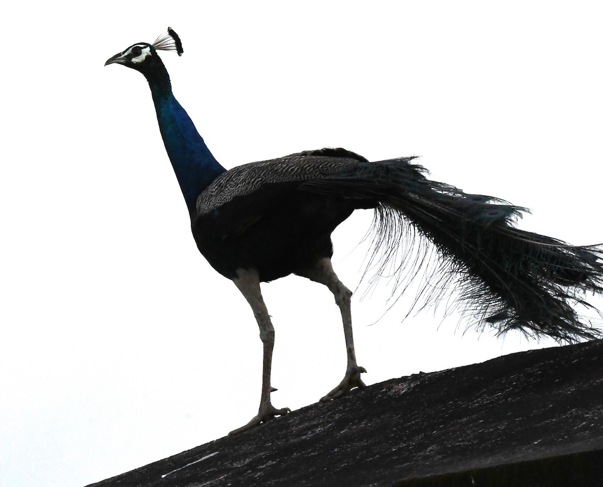 Indian Peafowl - ML609284140