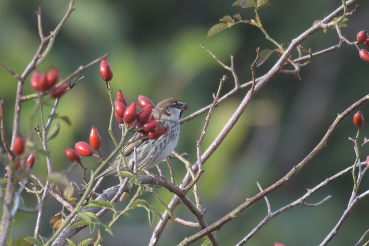 Spanish Sparrow - ML609284761