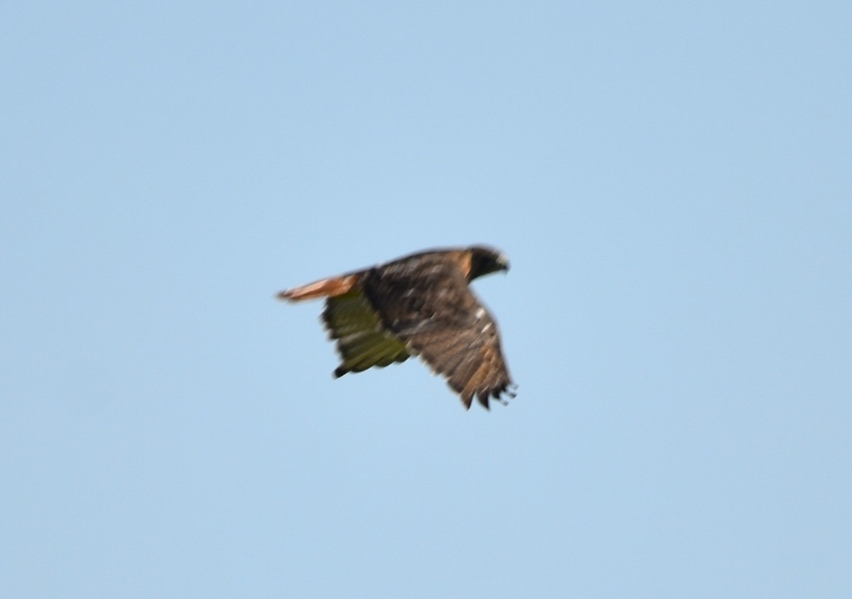 Red-tailed Hawk (borealis) - ML609285042