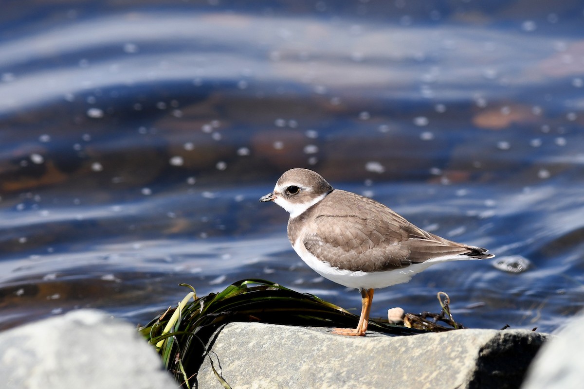 Semipalmated Plover - Dominic Cormier