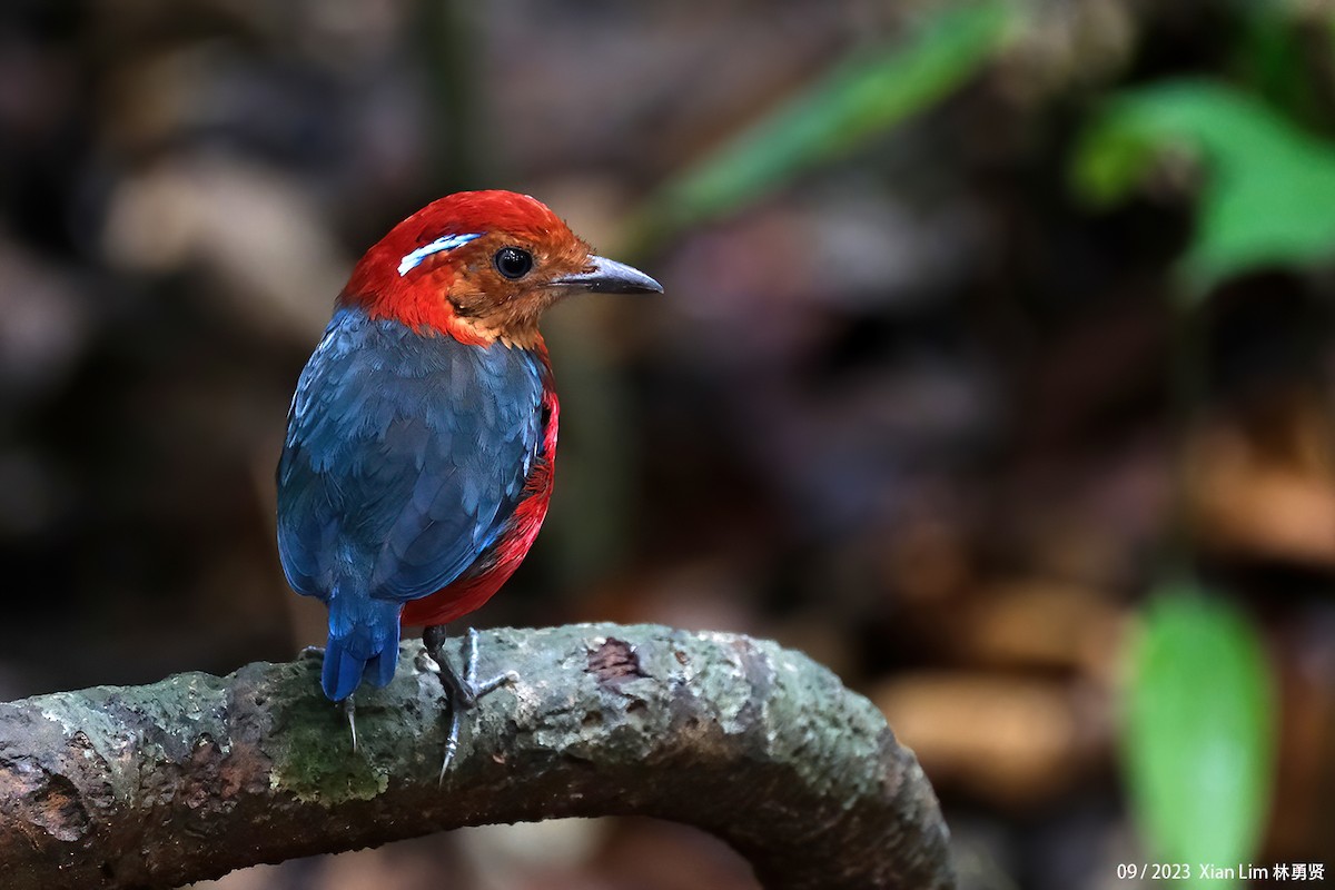 Blue-banded Pitta - ML609285139