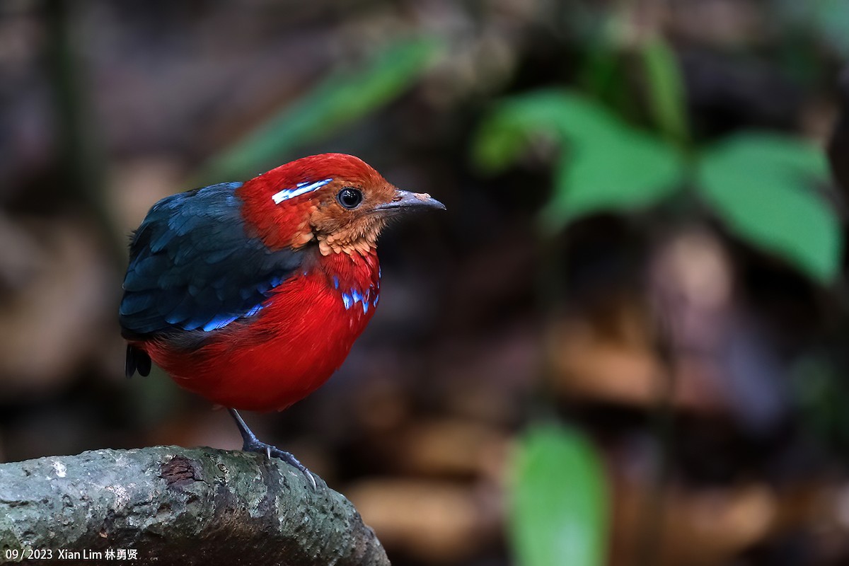 Blue-banded Pitta - ML609285140