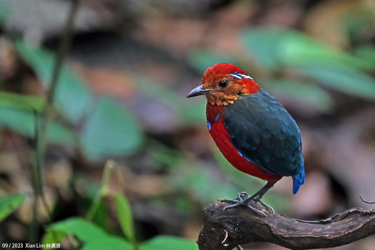 Blue-banded Pitta - ML609285141