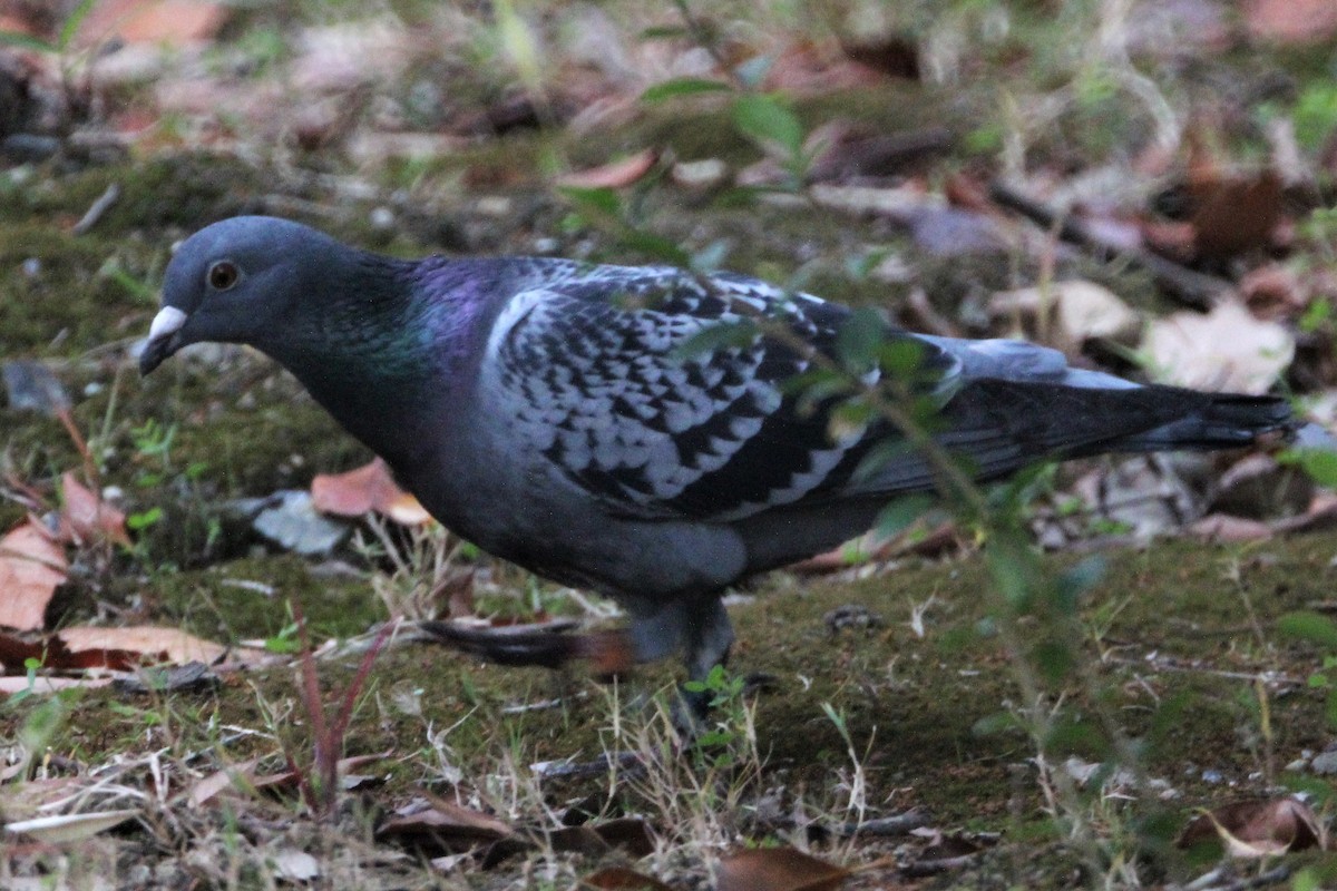 Rock Pigeon (Feral Pigeon) - ML609285144