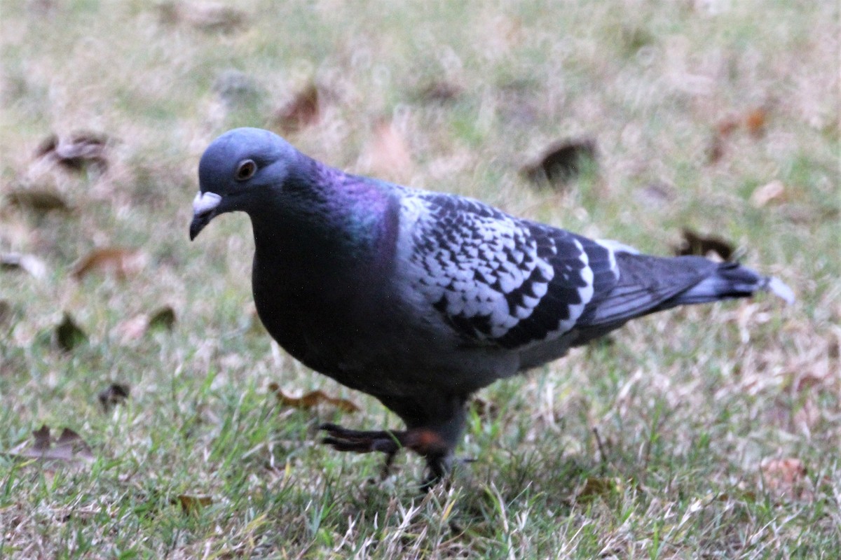 Rock Pigeon (Feral Pigeon) - ML609285147