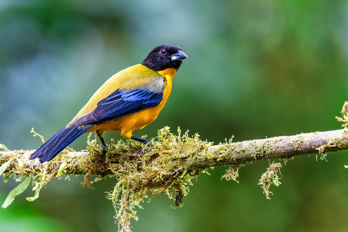 Black-chinned Mountain Tanager - ML609285252
