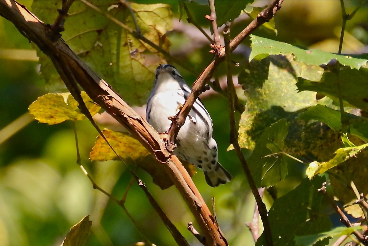 Black-and-white Warbler - ML609285257