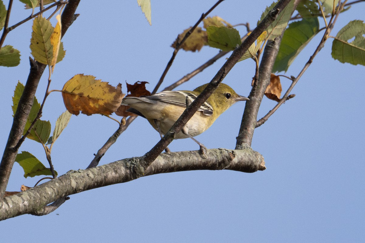 Bay-breasted Warbler - ML609285282