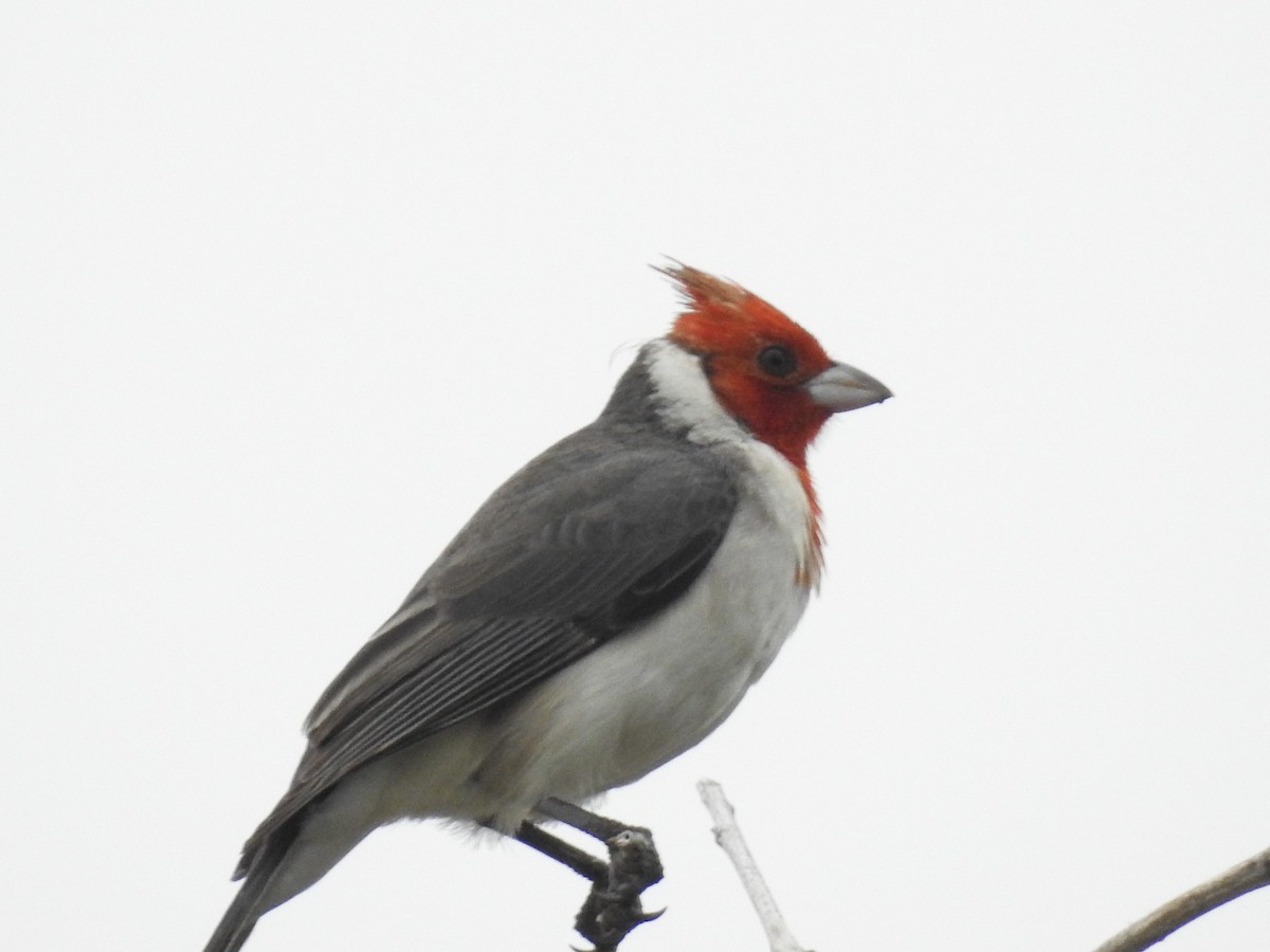 Red-crested Cardinal - ML609285390