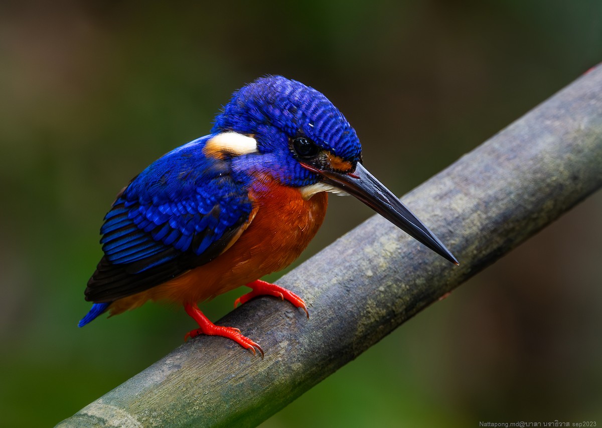 Blue-eared Kingfisher - Nattapong Banhomglin
