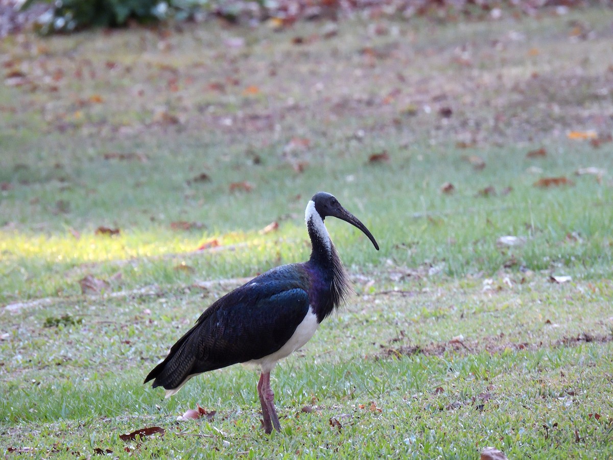 ibis slámokrký - ML609285655