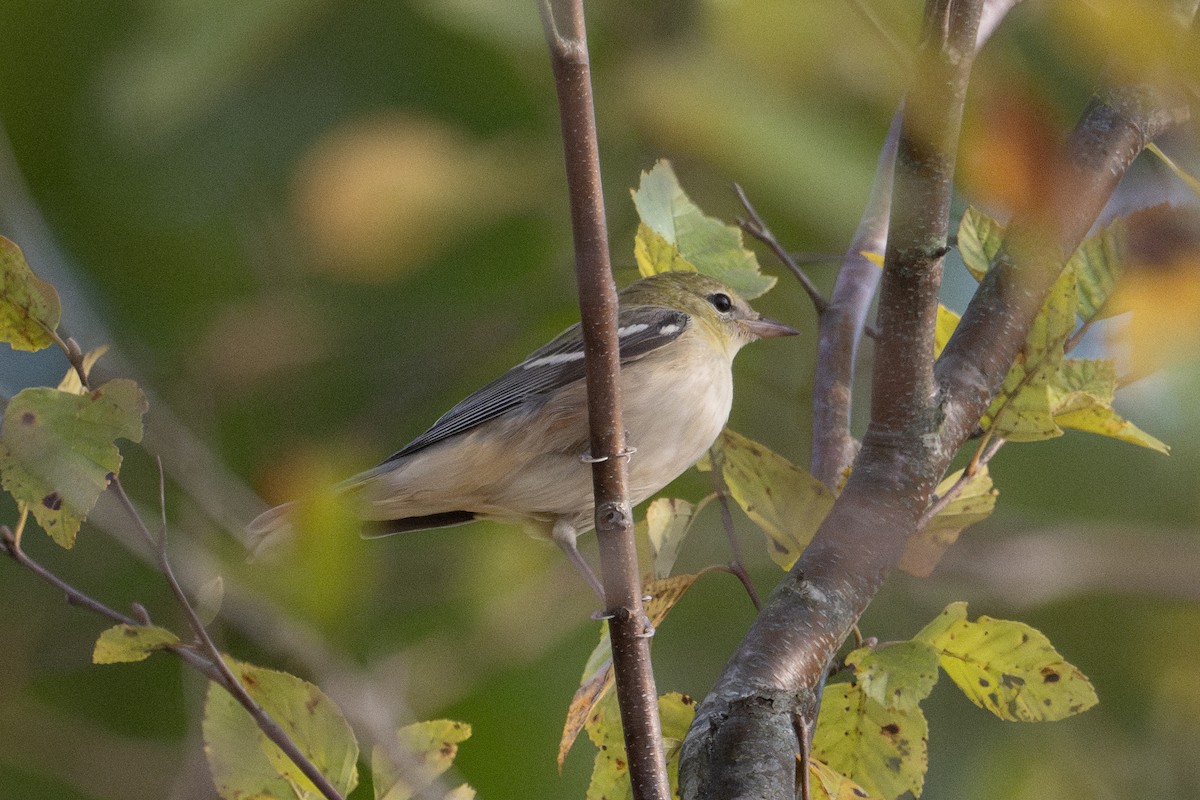 Bay-breasted Warbler - ML609285929