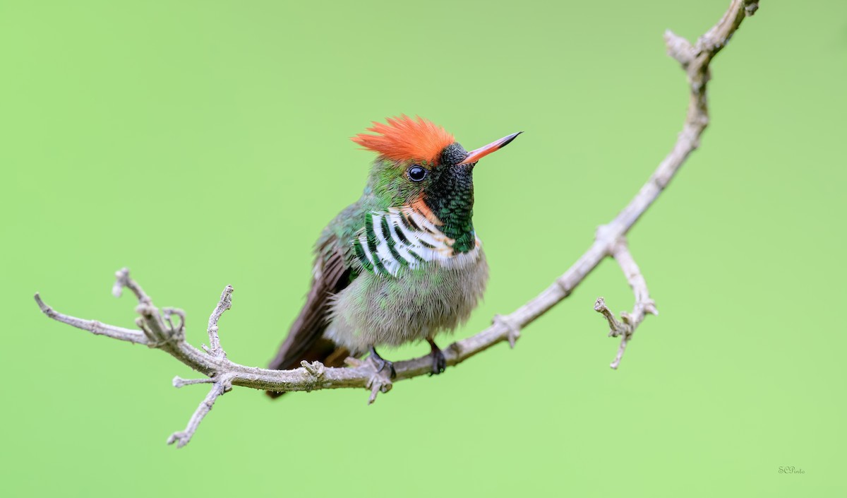 Frilled Coquette - ML609285948