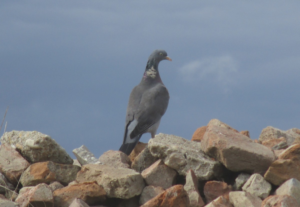 Common Wood-Pigeon - ML609286317