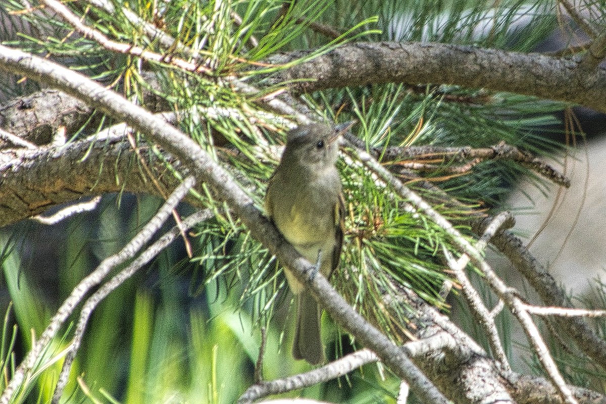 Greater Pewee - ML609286381