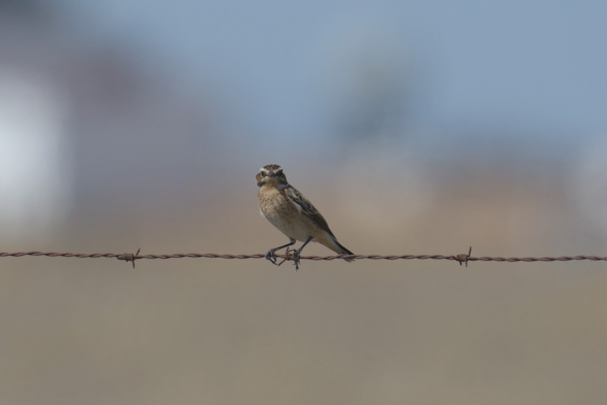 Whinchat - ML609286386