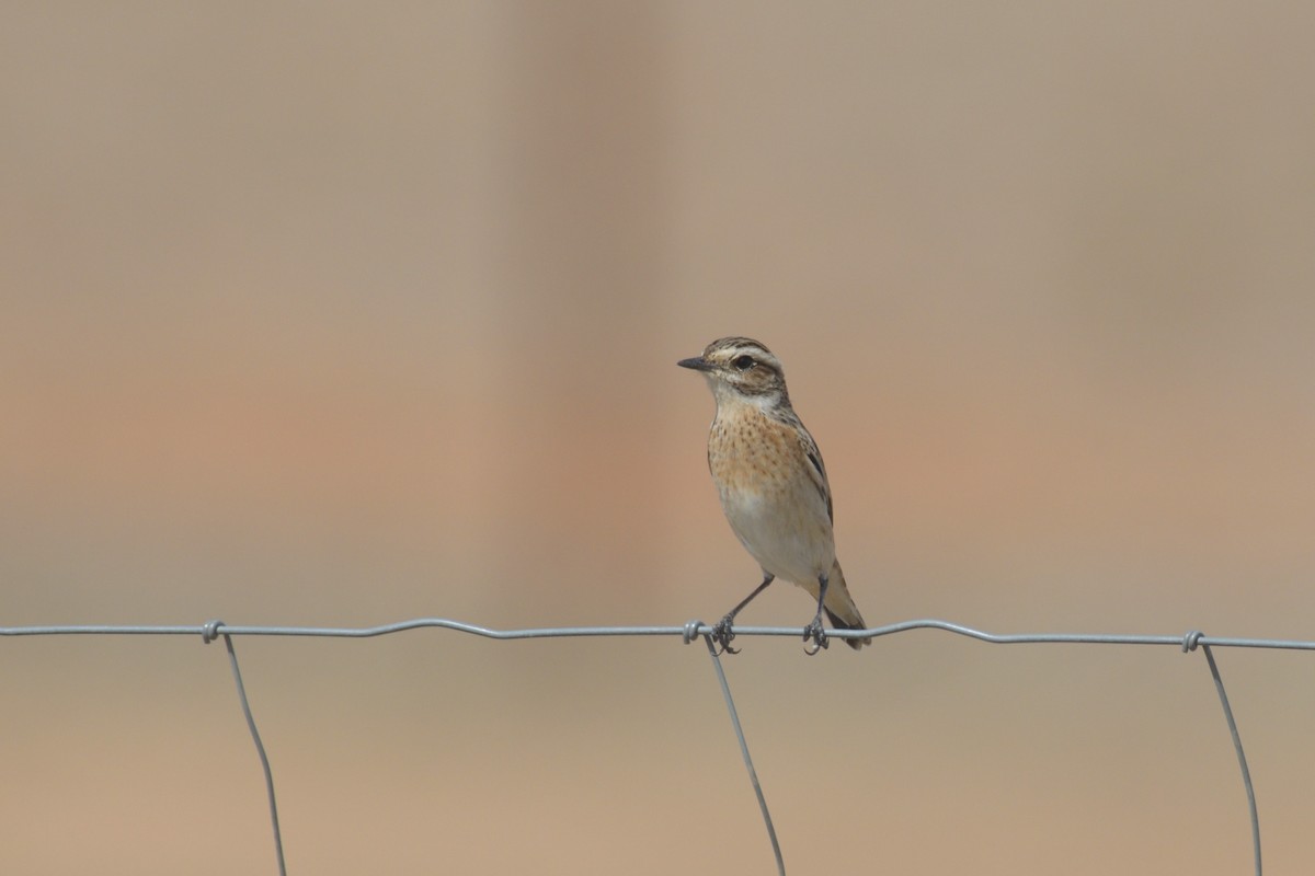 Whinchat - ML609286387