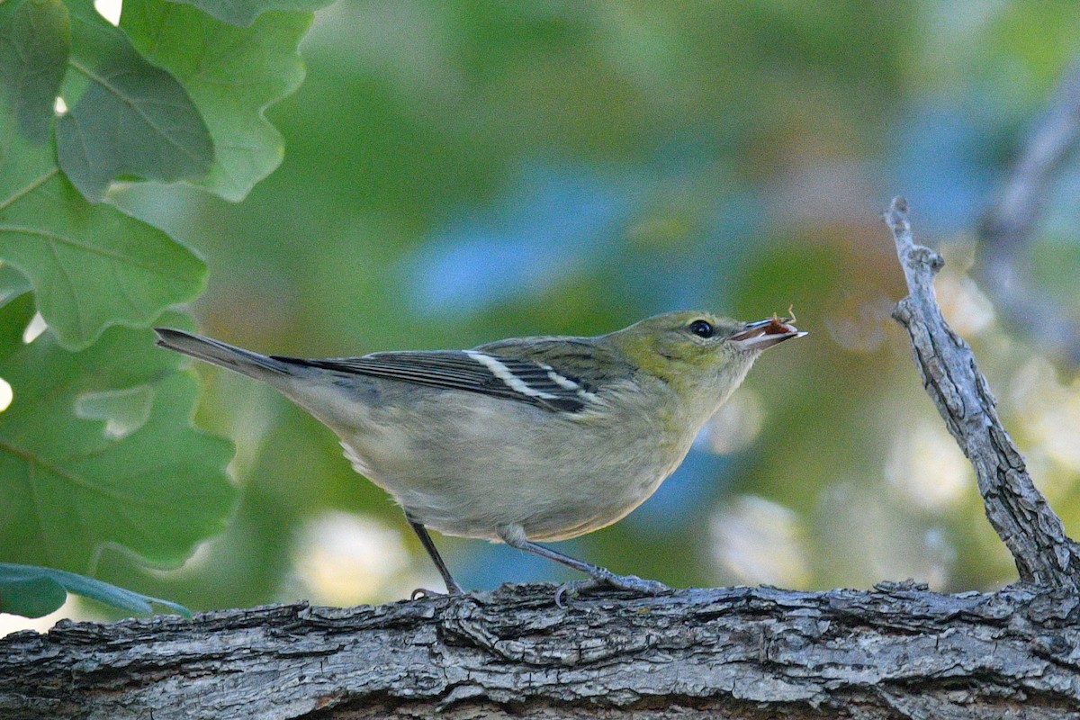 Bay-breasted Warbler - ML609286443