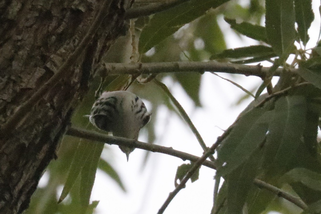 Black-and-white Warbler - ML609287259