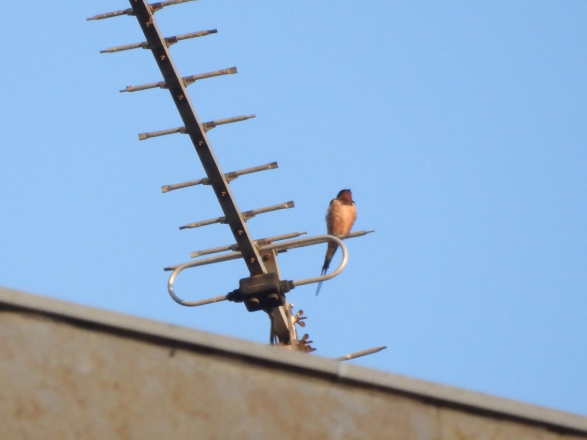 Barn Swallow (Levant) - ML609287574
