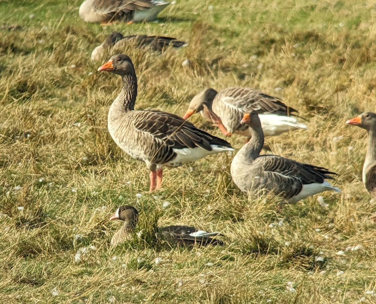 Lesser White-fronted Goose - ML609288080