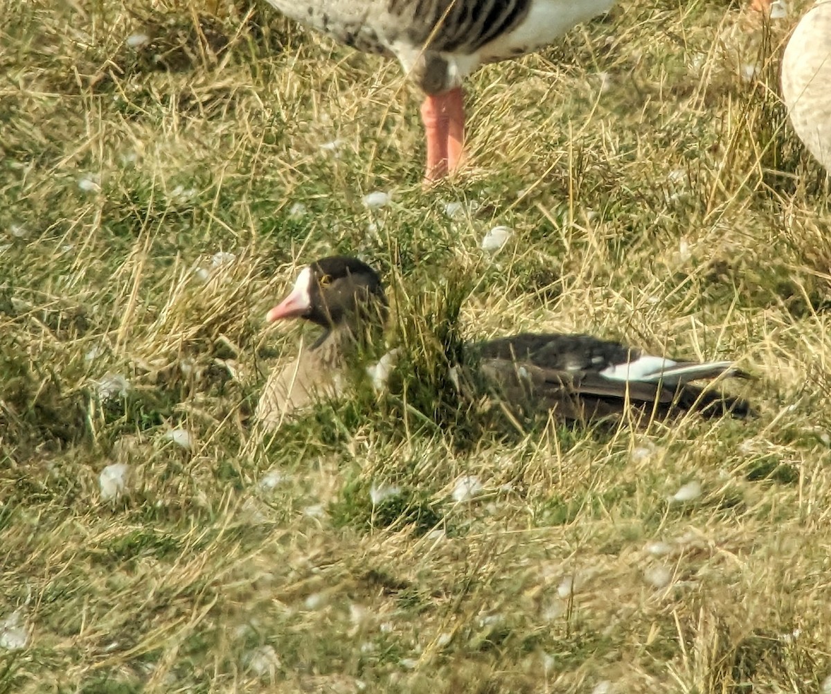 Lesser White-fronted Goose - ML609288081