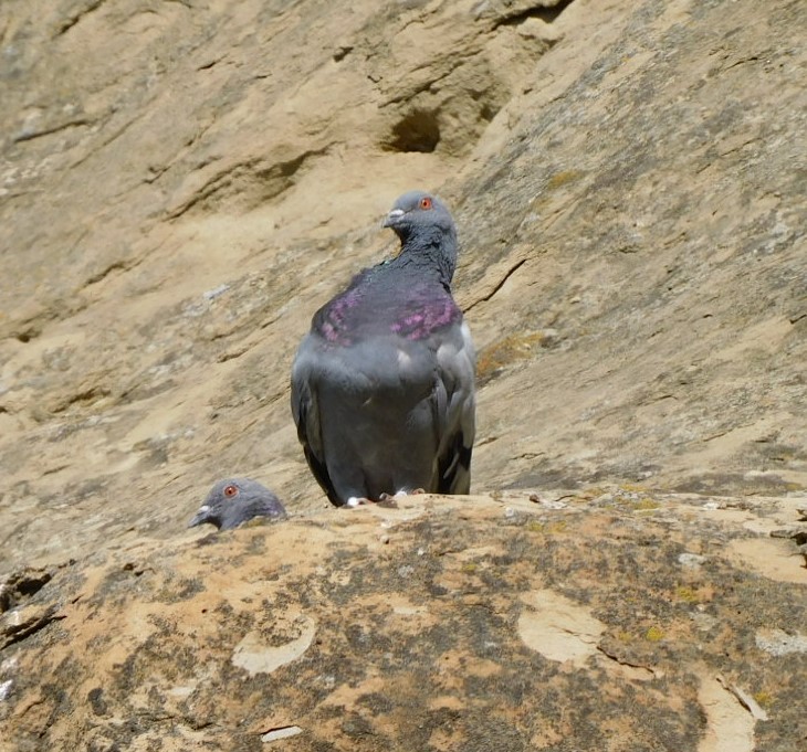 Rock Pigeon (Feral Pigeon) - ML609288156