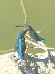 Common Kingfisher - ML609288275