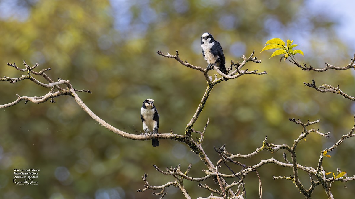 White-fronted Falconet - ML609288278