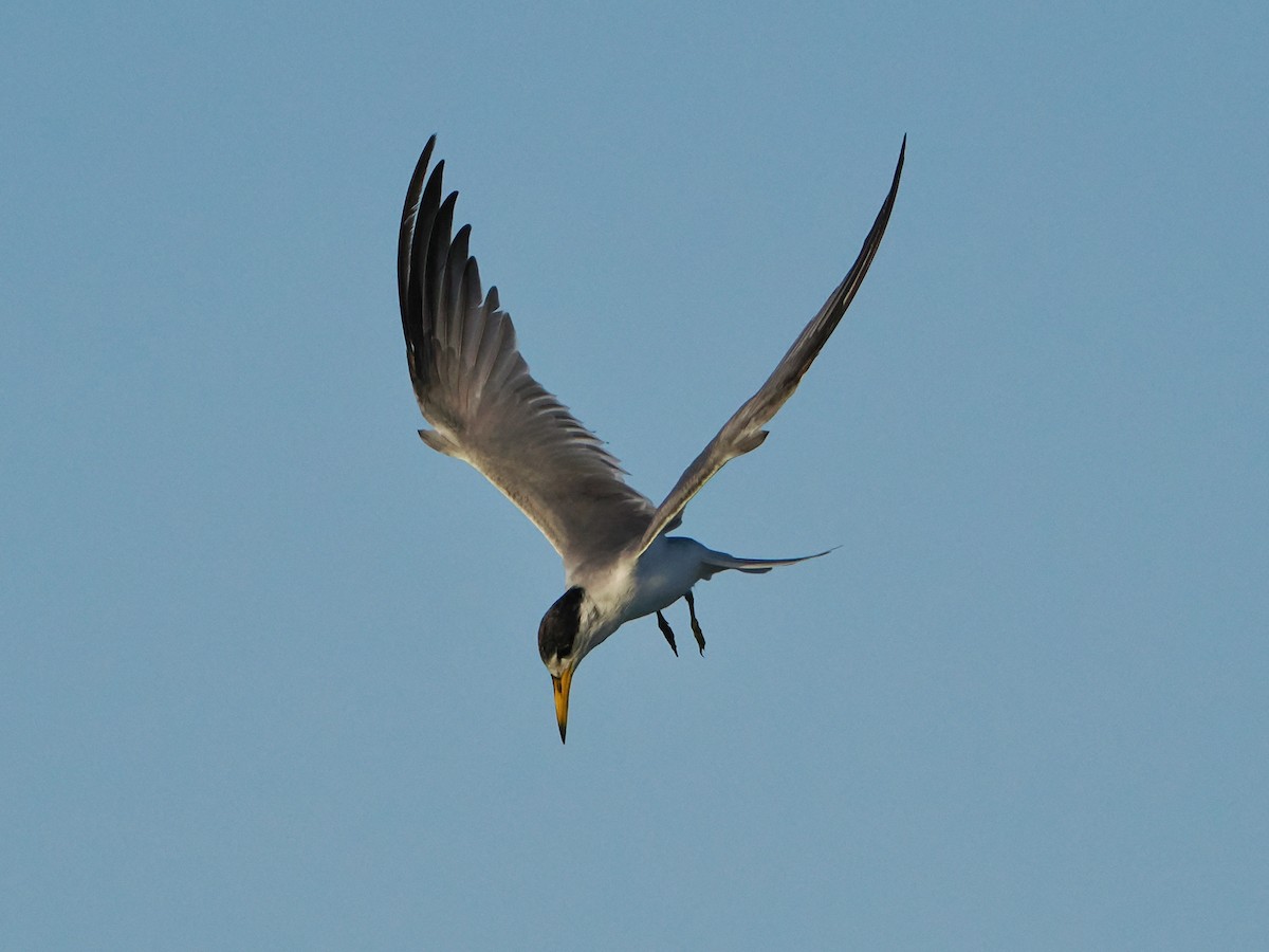 Least Tern - ML609288526