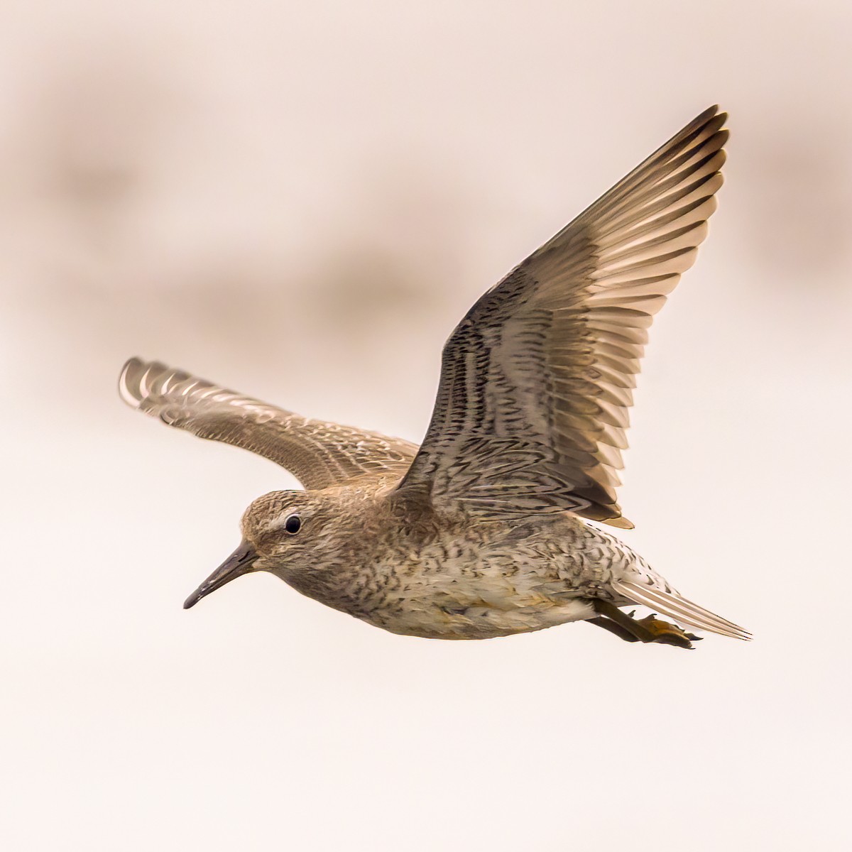 Red Knot - ML609288602