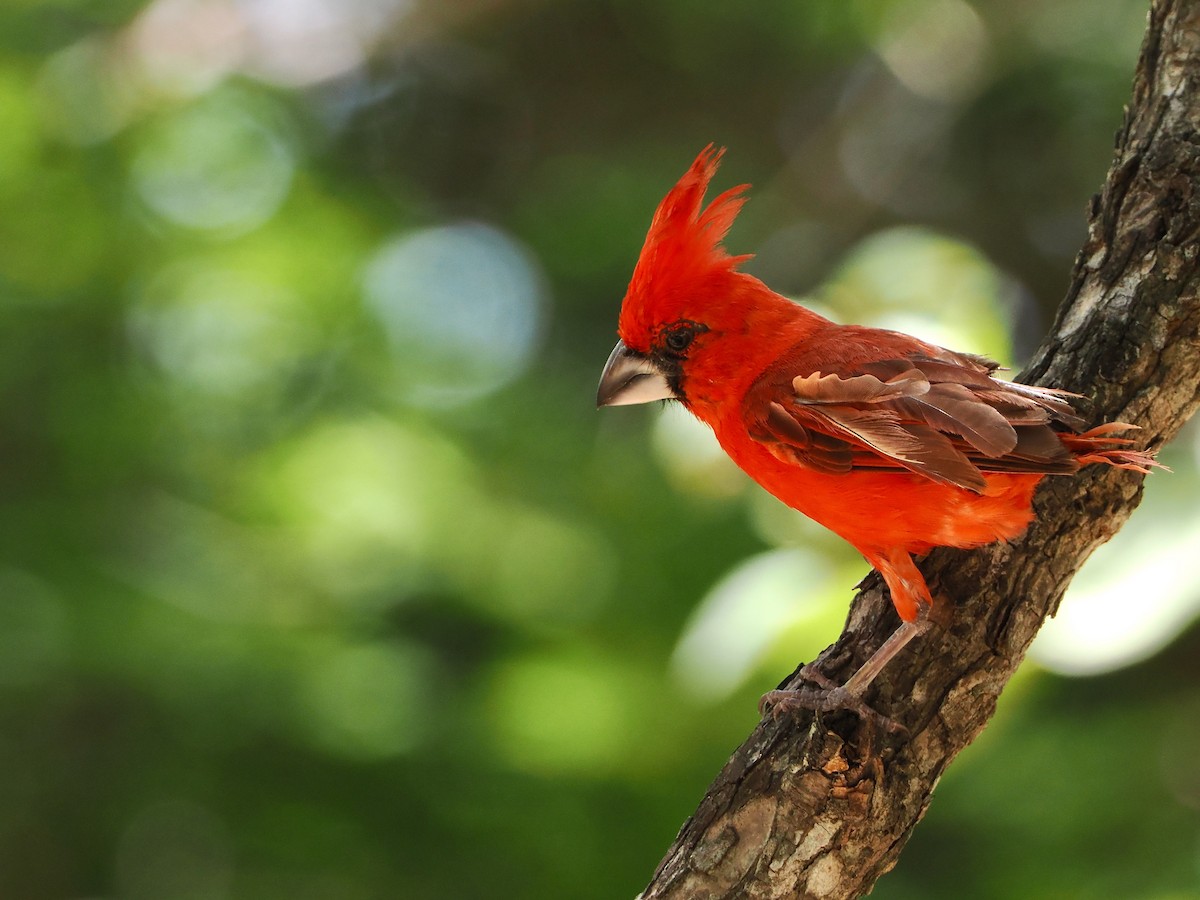 Vermilion Cardinal - ML609288612