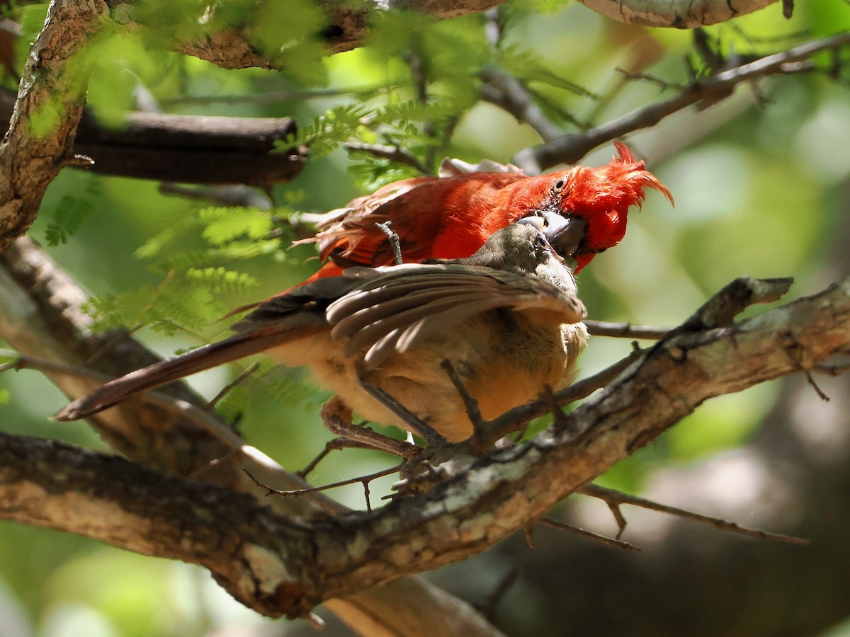 Vermilion Cardinal - ML609288615