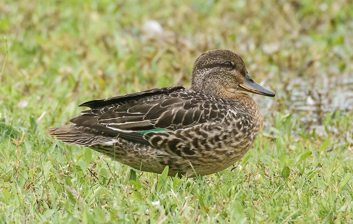 Green-winged Teal - ML609288653