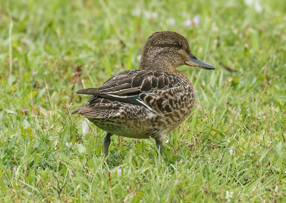 Green-winged Teal - ML609288655