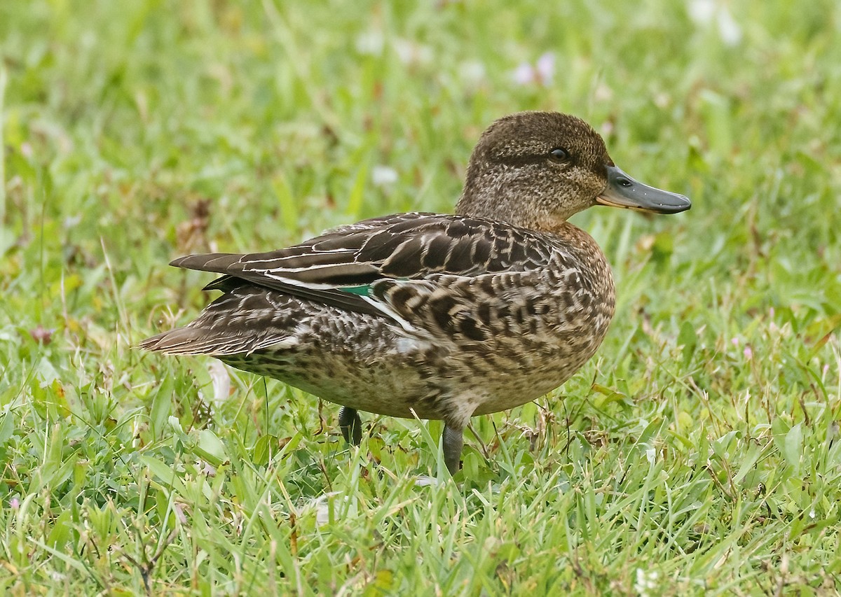 Green-winged Teal - ML609288656