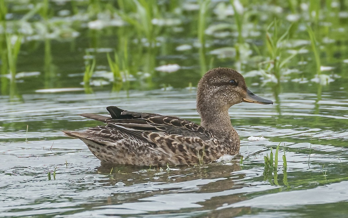 Green-winged Teal - ML609288659