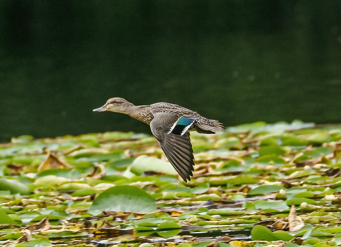Green-winged Teal - ML609288663