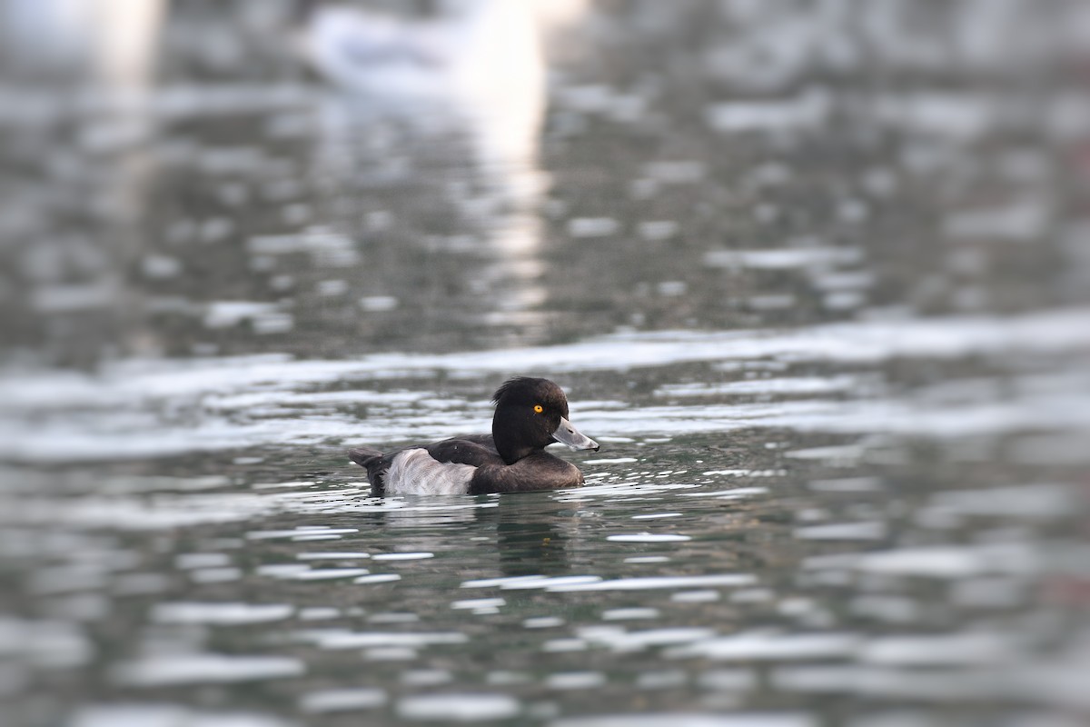 Tufted Duck - ML609288942