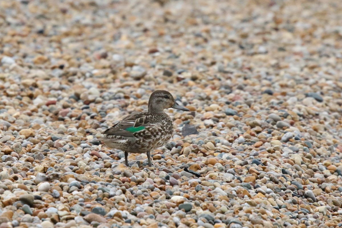 Green-winged Teal - ML609289194