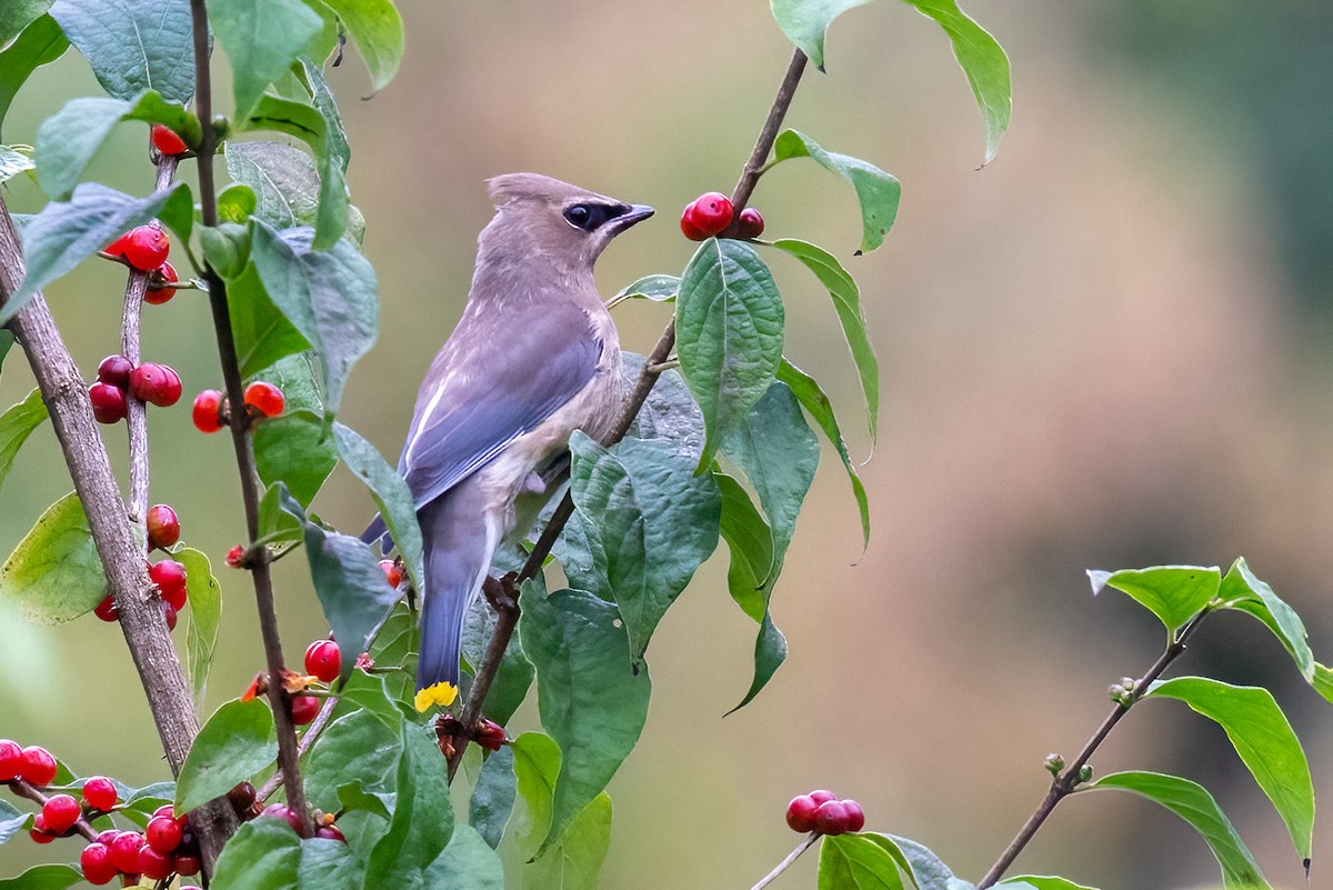 Cedar Waxwing - ML609289496