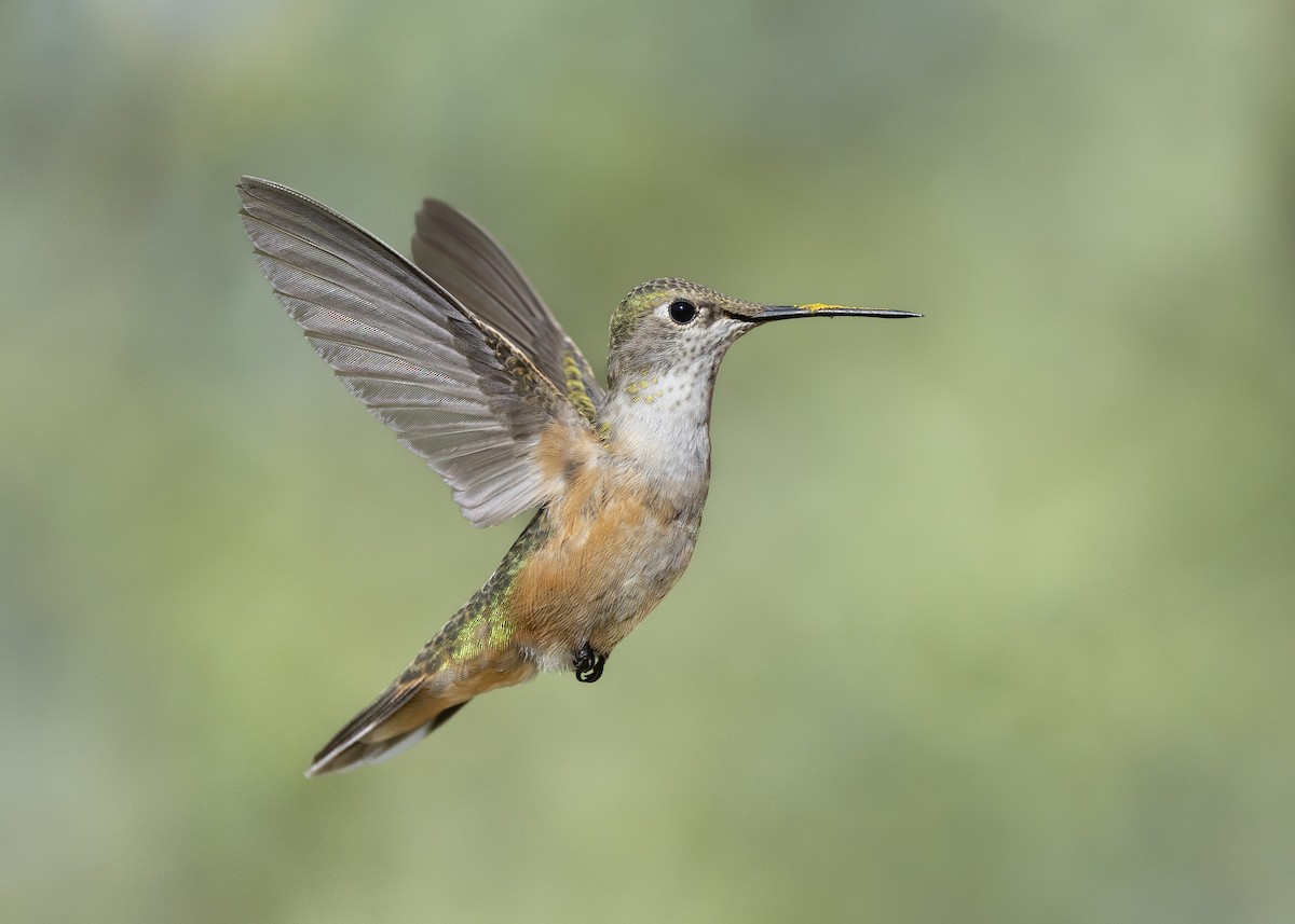 Broad-tailed Hummingbird - Fernando Ortega