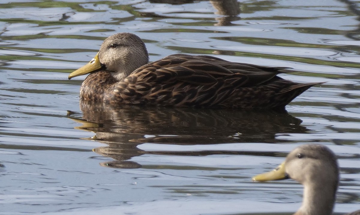 Mottled Duck (Florida) - ML609289593